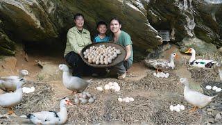 duck egg harvesting, vegetable garden tending, farm life, SURVIVAL ALONE