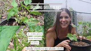 Growing green beans in a container & using a shade cloth to prevent sunburn/heat stress