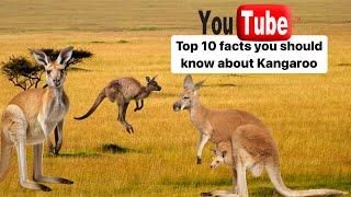 Hop into Knowledge: Top 10 Kangaroo Facts (2024)