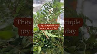 Plant Parenting at Head Office #plantparent