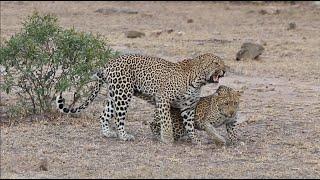 One of the Rarest Kruger Park Sightings You Will Ever See