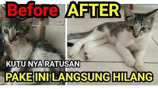 INI DIA CARA MENGHILANGKAN KUTU KUCING