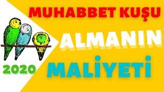 MUHABBET KUŞU ALMANIN MALİYETİ 2020muhabbet kuşu yem fiyatları kafes kalamar kemiği budgiecage tünek