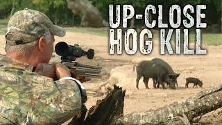 Big Bore 50 Caliber Air Rifle Hunt for Wild Boar