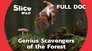 Surprising Role of Squirrels in the Ecosystem | SLICE WILD | FULL DOCUMENTARY