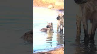 Hyenas swimming on Safari - Summer is here and animals will be looking for ways to cool down.