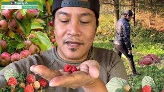 MANSANAS, BERRIES & KABUTE! KABIHASNAN TO KAGUBATAN! APPLE, RASPBERRY AND MUSHROOM! BUHAY PROBINSYA