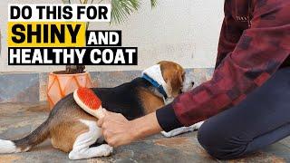 Beagle Coat Care: Keep the Coat Healthy and Shiny