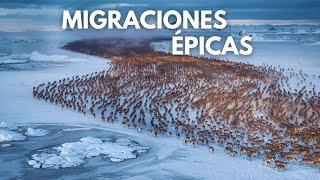 MIGRACIONES ÉPICAS - Los Viajes Más Impresionantes del Mundo Animal