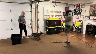 “MIRAGE” Z TYKEV VINO prey drive development. Leash resistance introduction at 10.5 wks old.
