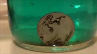 HOW TO CLEAN COINS - CLEANING a BUFFALO NICKEL to reveal lost date