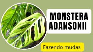 Como Fazer Mudas da MONSTERA ADANSONII ou COSTELA DE EVA?