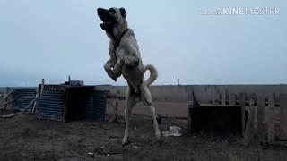 TURKEY SIVOK KENNEL BEST DOG PISKOPAT CIRKIN