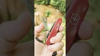 Victorinox Compact