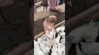 Sehzad Bhai Loni Pets market #shorts #pigeon #kabutar #pigeons #kabootar
