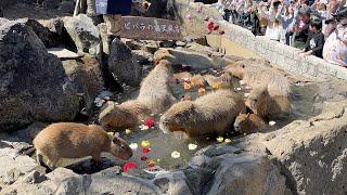 Experience the Capybara Hot Springs Zoo & Tokyo Christmas lights 2024