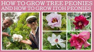 How to grow tree peonies: they're surprisingly tough! And how to grow Itoh peonies: even tougher!