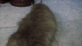 Как Рокки чуть не богиб ...