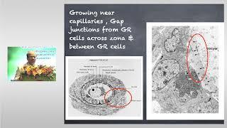 Applied Reproductive Physiology For IVF | SIFA Reproductive Physiology Part 1 | Dr Sachin Kulkarni