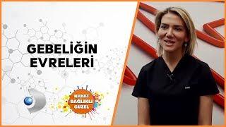 Gebeliğin Evreleri | Op. Dr. Aslıhan Yazıcıoğlu | Hayat Sağlıklı Güzel