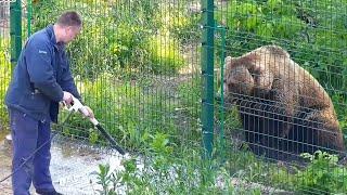 Пылевой душ от папы Андрея. Медведь Мансур 