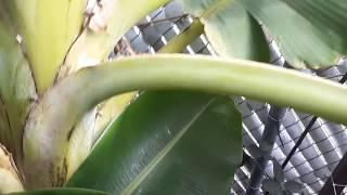 BANANAS in Phoenix, Arizona! Proper way to grow them