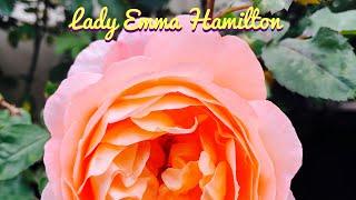 David Austin Lady Emma Hamilton | English Shrub Rose