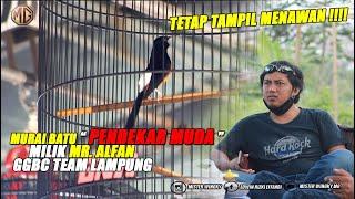 TAMPIL GARANG DENGAN TAMPILAN SEDERHANA !! Aksi Murai Batu " PENDEKAR MUDA " milik Mr. ALFAN