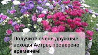 Астра взойдет даже у новичков.  Как правильно посеять астру что бы получить дружные всходы.