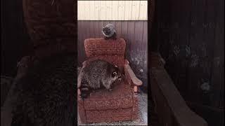 мой любимый дурдом #ямыилюша #raccoon #помощьбездомнымживотным #анапа #reels #море #енотики #юмор