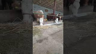 Simmental uz
