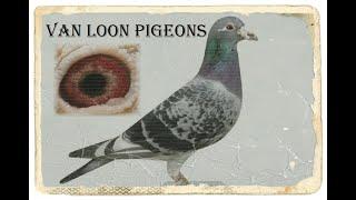 Van Loon Racing Pigeon -Middle Distance-