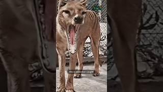 Did We Kill the Tasmanian Tiger… Too Soon?