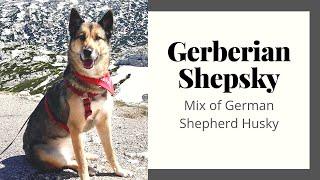 Gerberian Shepsky - The Great Mix of German Shepherd Husky