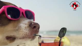 Mission Veterinary Clinic beach commercial