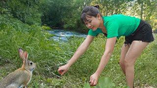 Farm Life, Harvest & Cooking to Sell | Living Off Grid in the Forest