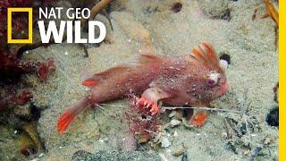 Rare Red Handfish Colony Discovered in Tasmania | Nat Geo Wild