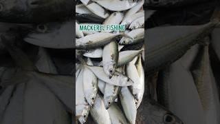 Mackerel fishing # #seafood #seafoodlover #fishing #seafoodslover