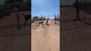 DOGS SUPER EXCITED FOR DELIVERY 