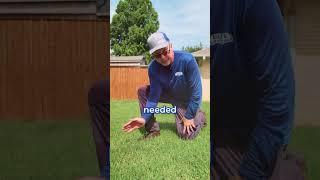Why Bermuda Grass doesn't like to Grow from Seeds