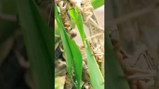 The locust pandemic returns!