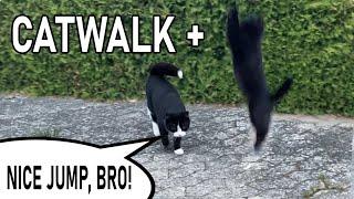 Black cat's awesome leap during walk to the lake