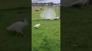 Albino Peacock  Peacocking Tweet your thoughts and comments @BulgarianAlien