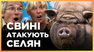 ТАКОГО ВИ ЩЕ НЕ БАЧИЛИ. Свині АТАКУЮТЬ СЕЛЯН та тримають їх в СТРАХУ. Що ВІДБУВАЄТЬСЯ?