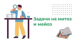 Задачи на митоз и мейоз. Часть 1.