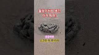 돌덩이처럼 생긴 이거 뭐여?