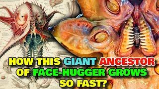 Trilobite Anatomy Explored - How This Giant Ancestor Of Face-Hugger Grew So Fast? How Big Can It Get