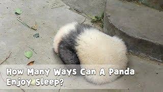 How Many Ways Can A Panda Enjoy Sleep? | iPanda