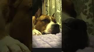 #влог #жизнь #обзор #vlog #dog #собака #amstaff #амстафф #животные