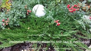 які рослини ще є окрасою мого саду у середині листопада
